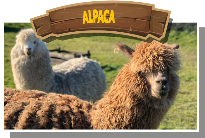 Alpaca