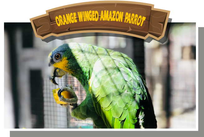 Orange-Winged Amazon Parrot