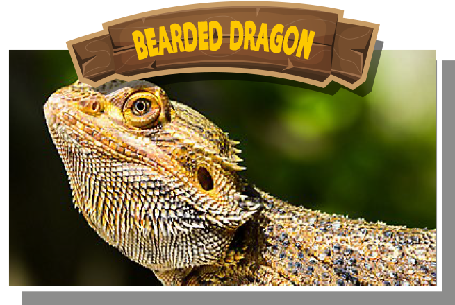 Bearded Dragon