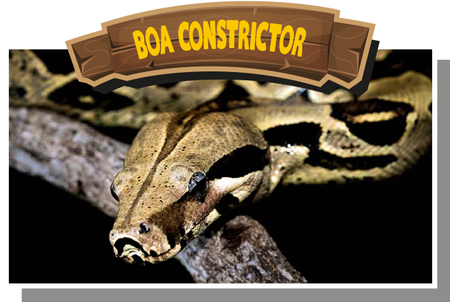 Boa Constrictor