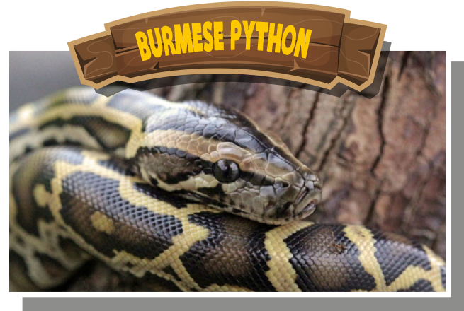 Burmese Python