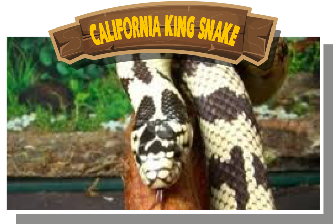 California King Snake