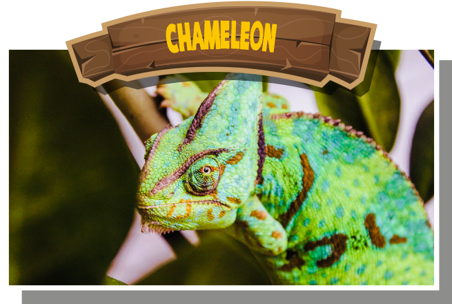 Chameleon