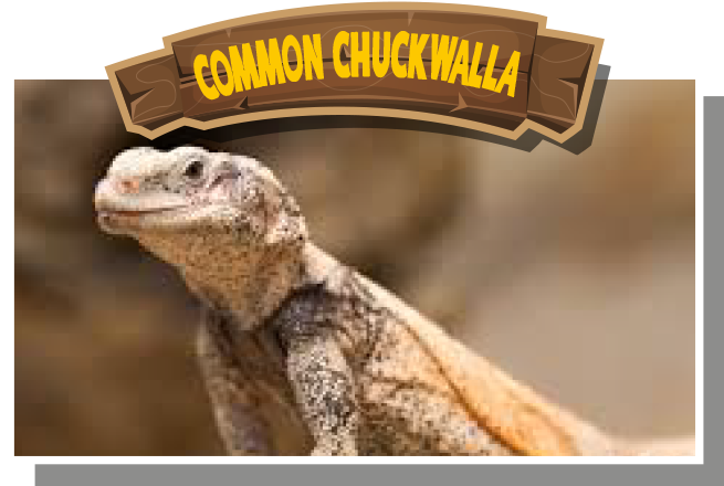 Common Chuckwalla