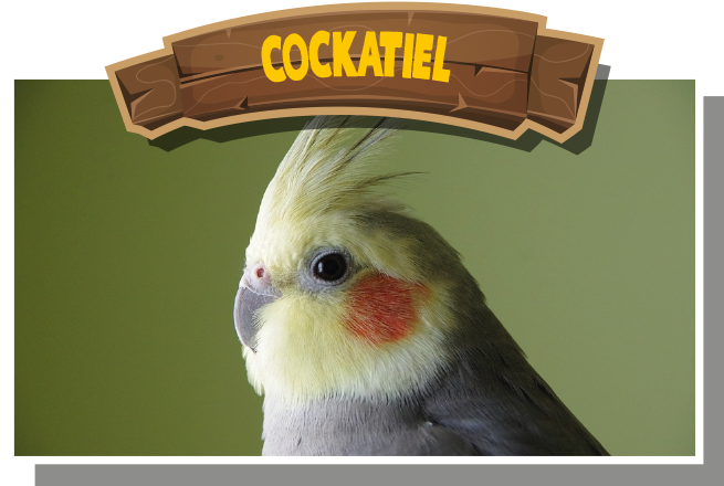 Cockatiel