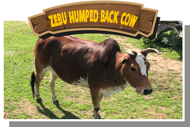 Zebu Humped Back Cow