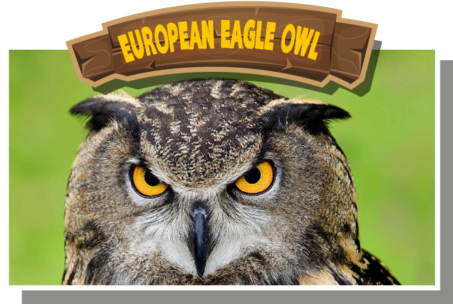 European (Eurasian) Eagle Owl