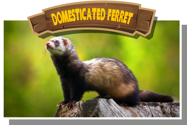 Domesticated Ferret