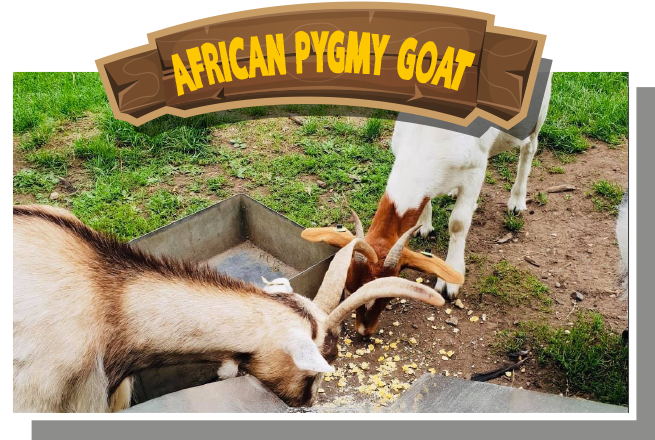 African Pygmy Goat