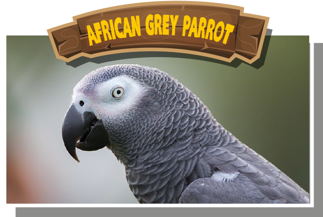 African Grey Parrot