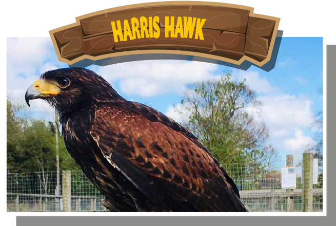 Harris Hawk