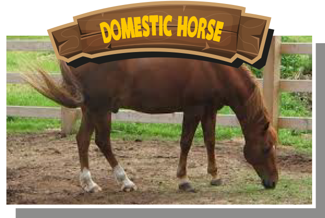 Domestic Horse