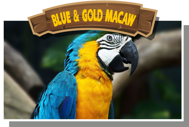 Blue-and-Gold Macaw