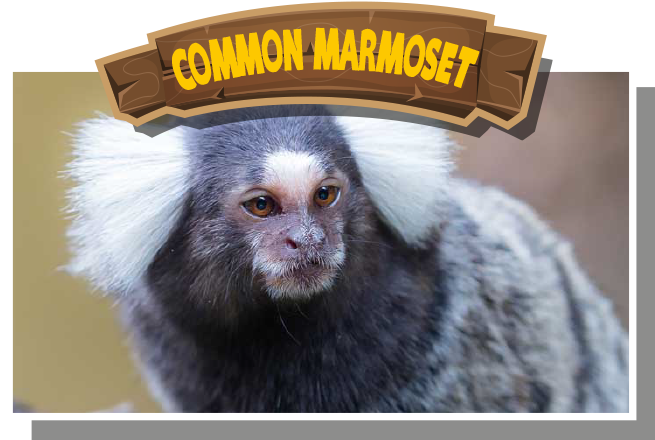 Common Marmoset