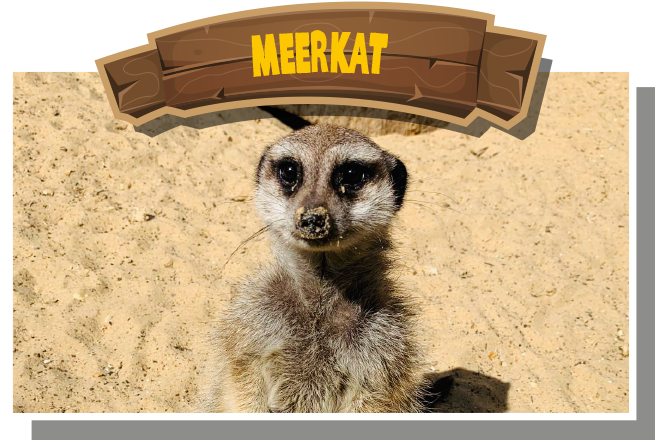 Meerkat