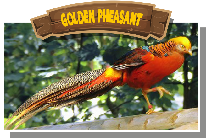 Golden Pheasant