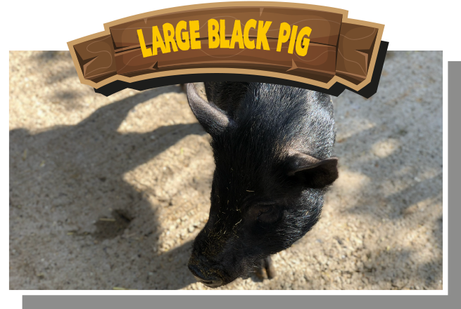 Large Black Pig