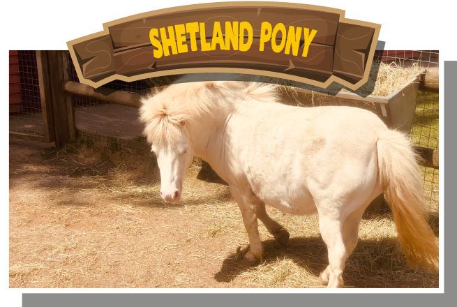 Shetland Pony