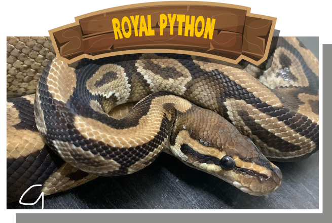 Royal Python