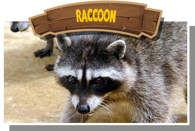 Raccoon