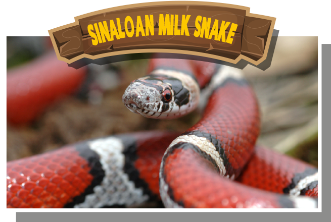 Sinaloan Milk Snake