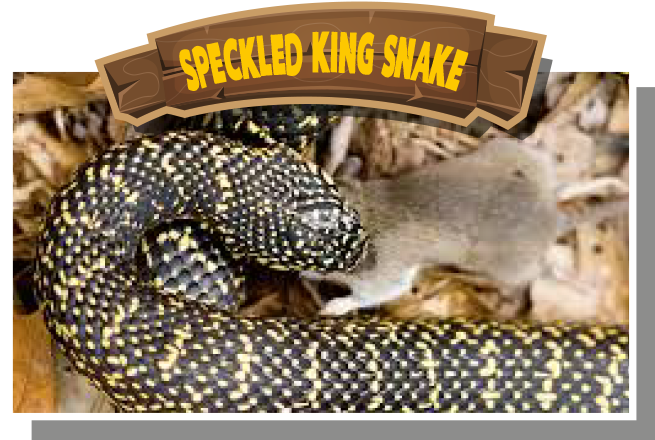 Speckled Kingsnake