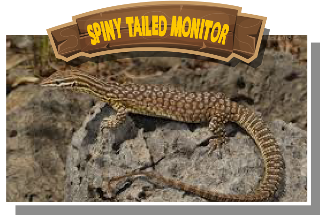 Spiny Tailed Monitor