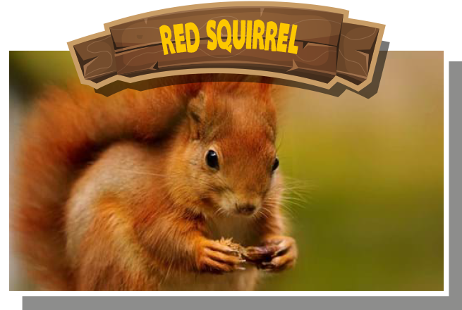 Red Squirrel