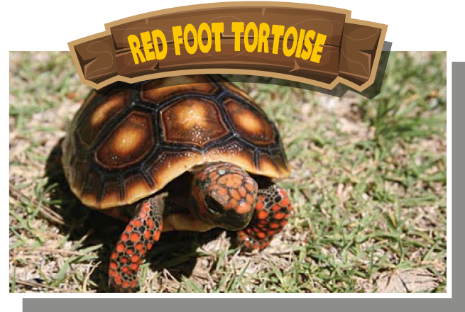 Red Foot Tortoise