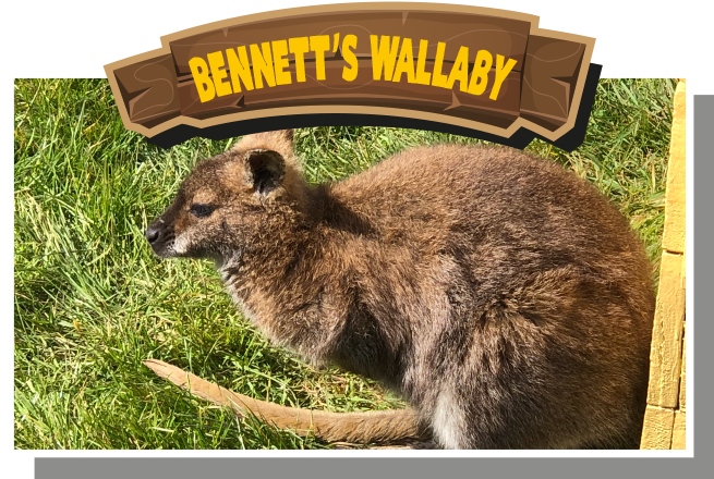 Bennett’s Wallaby