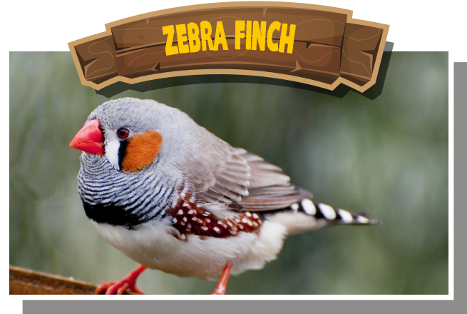 Zebra Finch