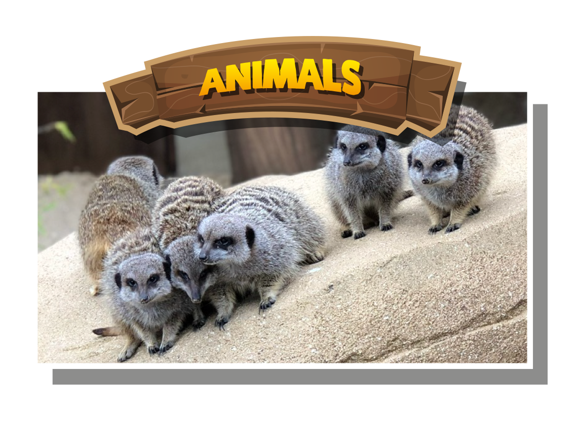 animals